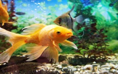 The 5 Best Epoxy Fish Tank Reviews of All Time